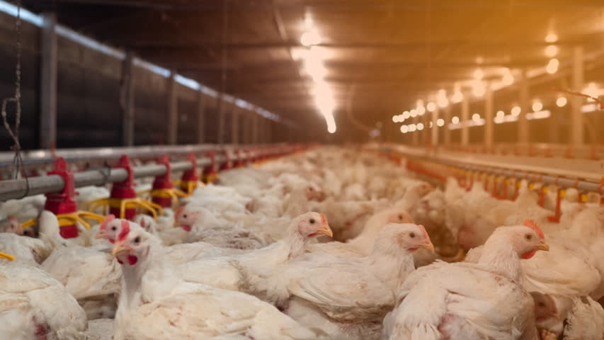 Фото - В мясной индустрии ответили на заявления о подорожании курятины