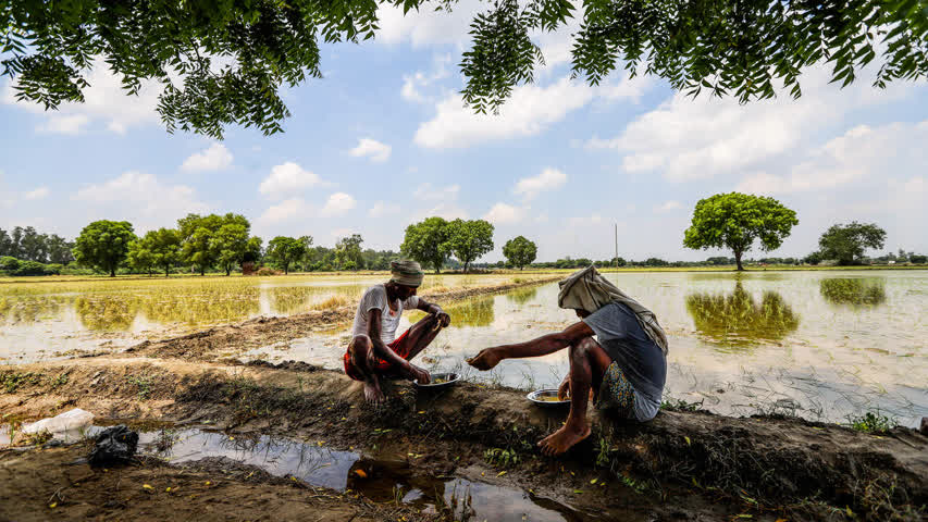 Фото - Индия задумала поставить мир перед угрозой нехватки риса