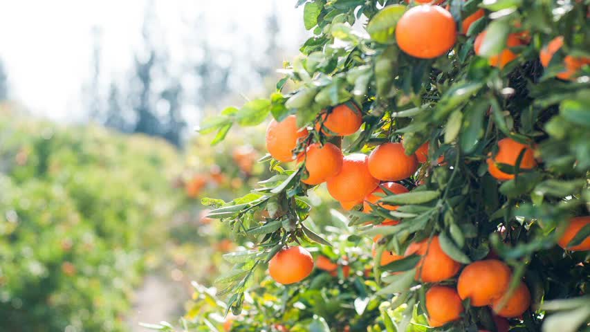 Фото - Тонны апельсинов оставили гнить из-за торговых споров с Европой