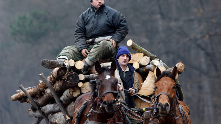 Фото - Венгрия запретила вывозить дрова