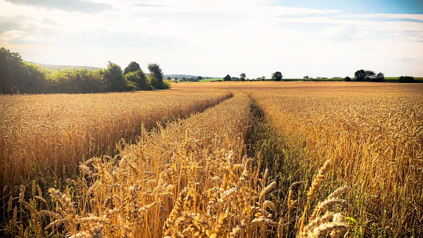 Фото - Россия заявила о готовности полностью заместить украинское зерно