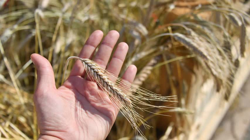 Фото - В ООН раскрыли объем направленной в развивающиеся страны пшеницы с Украины