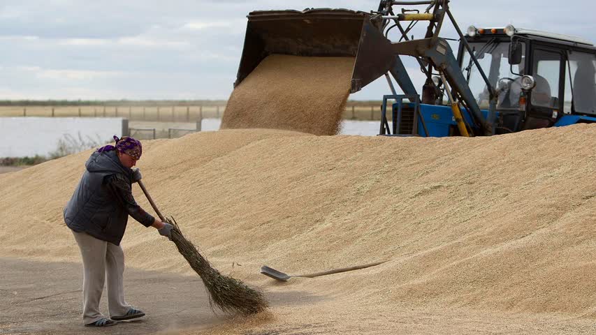 Фото - Мировые цены на пшеницу упали